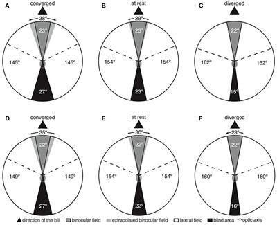 The Orientation of Visual Space from the Perspective of Hummingbirds